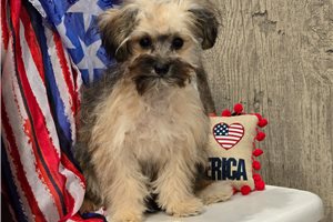 Navi - Malti Poo - Maltipoo for sale