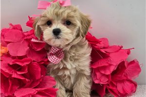Febe - Malti Poo - Maltipoo for sale