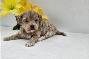 Santiago - puppy for sale
