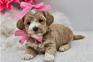 Emmie - Maltipoo for sale