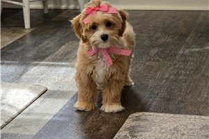 Faye - Malti Poo - Maltipoo for sale