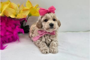 Dahlia - Malti Poo - Maltipoo for sale