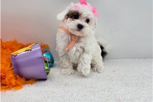 Cora - Malti Poo - Maltipoo for sale