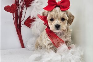 Claire - Malti Poo - Maltipoo for sale