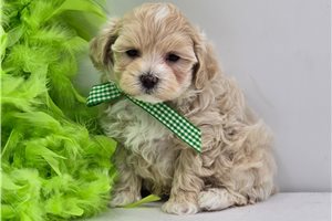 Calvin - Malti Poo - Maltipoo for sale