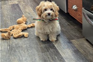 Nugget - Malti Poo - Maltipoo for sale