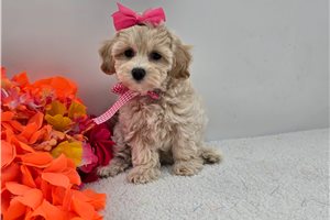 Dakota - Malti Poo - Maltipoo for sale