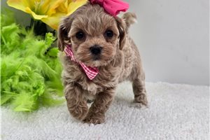 Sinclair - Malti Poo - Maltipoo for sale