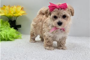 Polly - Malti Poo - Maltipoo for sale