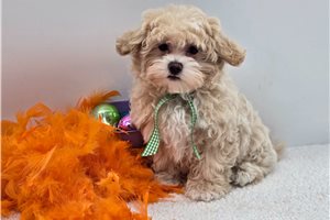 Calvin - Malti Poo - Maltipoo for sale