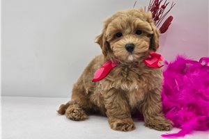 Grayson - Malti Poo - Maltipoo for sale