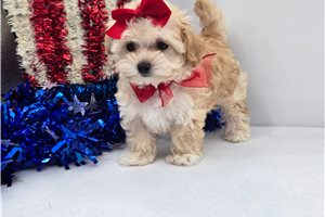 Pamela - Malti Poo - Maltipoo for sale