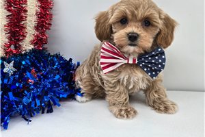 Santiago - Malti Poo - Maltipoo for sale