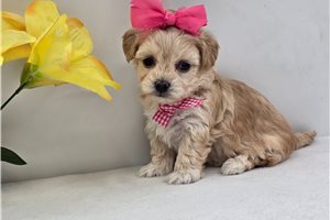 Polly - puppy for sale