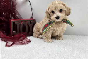 Jenson - Malti Poo - Maltipoo for sale