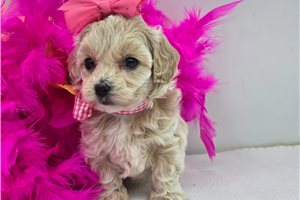 Danica - Malti Poo - Maltipoo for sale