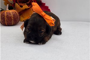 Loki - Shih-Poo for sale