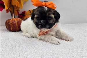 Lola - Shih-Poo for sale