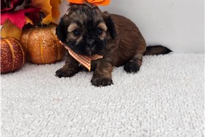 Lily - Shih-Poo for sale