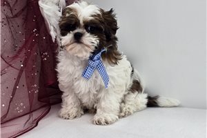 Gabriel - Shih-Poo - Shihpoo for sale