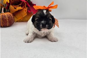 Lola - puppy for sale