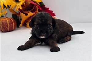 Leon - puppy for sale