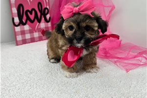 Genesis - Shih-Poo - Shihpoo for sale