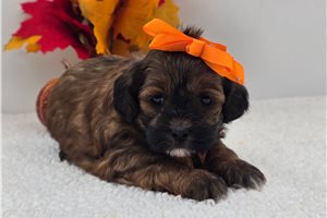 Loki - Shih-Poo - Shihpoo for sale