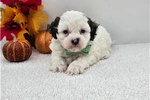 Kumar - Shih-Poo for sale