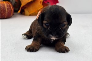 Lucian - puppy for sale
