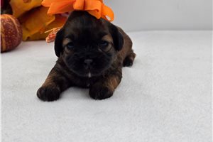 Lily - puppy for sale