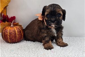 Lucian - Shih-Poo - Shihpoo for sale