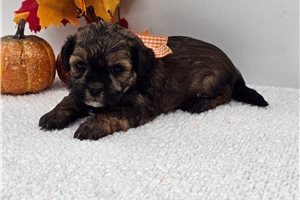 Leon - Shih-Poo for sale