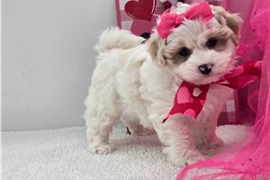Grace - Shih-Poo - Shihpoo for sale