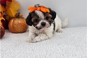 Kylee - Shih-Poo for sale