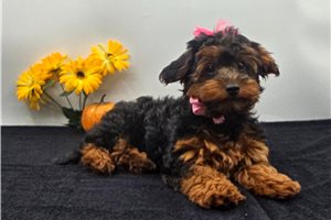 ChiChi - Yorkiepoo for sale