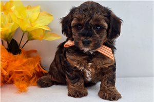 Cruz - Yorkiepoo - Yorkie Poo for sale