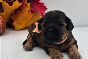 Monty - Yorkiepoo for sale