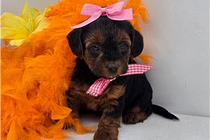 ChiChi - Yorkiepoo - Yorkie Poo for sale