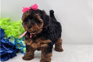 Charlotte - Yorkiepoo - Yorkie Poo for sale