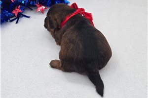 Cubby - Yorkiepoo - Yorkie Poo for sale