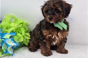 Cruz - Yorkiepoo - Yorkie Poo for sale