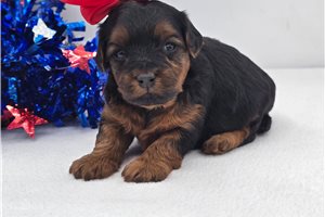 Charlotte - Yorkiepoo - Yorkie Poo for sale