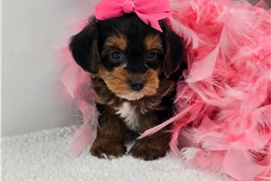 Heidi - puppy for sale