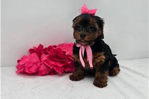 ChiChi - Yorkiepoo - Yorkie Poo for sale