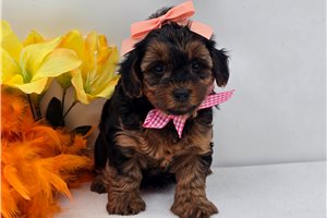 Charlotte - Yorkiepoo - Yorkie Poo for sale