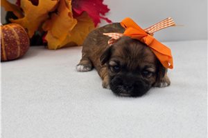Mirabel - puppy for sale