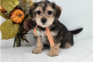 Michael - Yorkiepoo - Yorkie Poo for sale