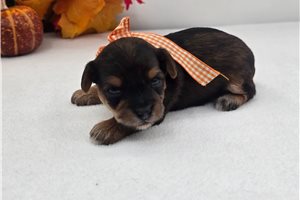 Murray - puppy for sale