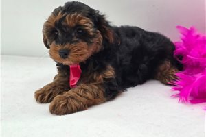 Homer - puppy for sale